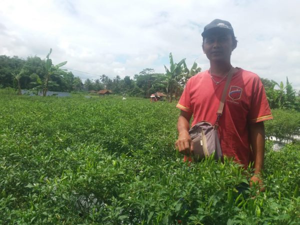 Kisah Petani Cabai Sukses di Tasikmalaya yang Meraup Untung Puluhan Juta